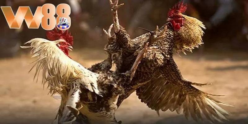 Một yếu tố quan trọng là nghiên cứu kỹ lưỡng về các chiến kê