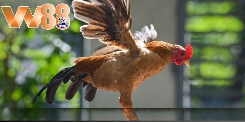 Cá cược theo tỷ lệ thắng của gà chiến khá hấp dẫn